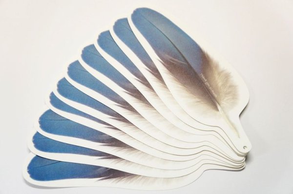画像1: 羽根のメッセージカード／サンキューカード　10枚組 (1)