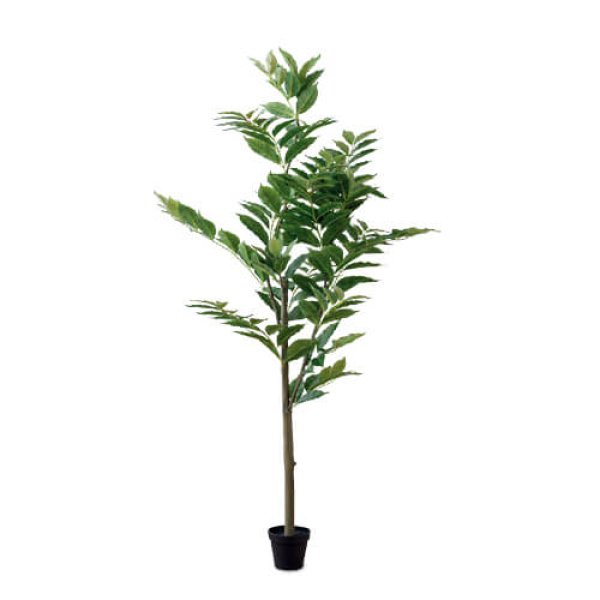 画像1: 人工観葉植物コーヒーツリー コーヒーの木 (1)
